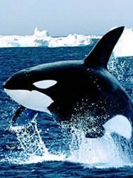 pic for Emerging Killer Whale